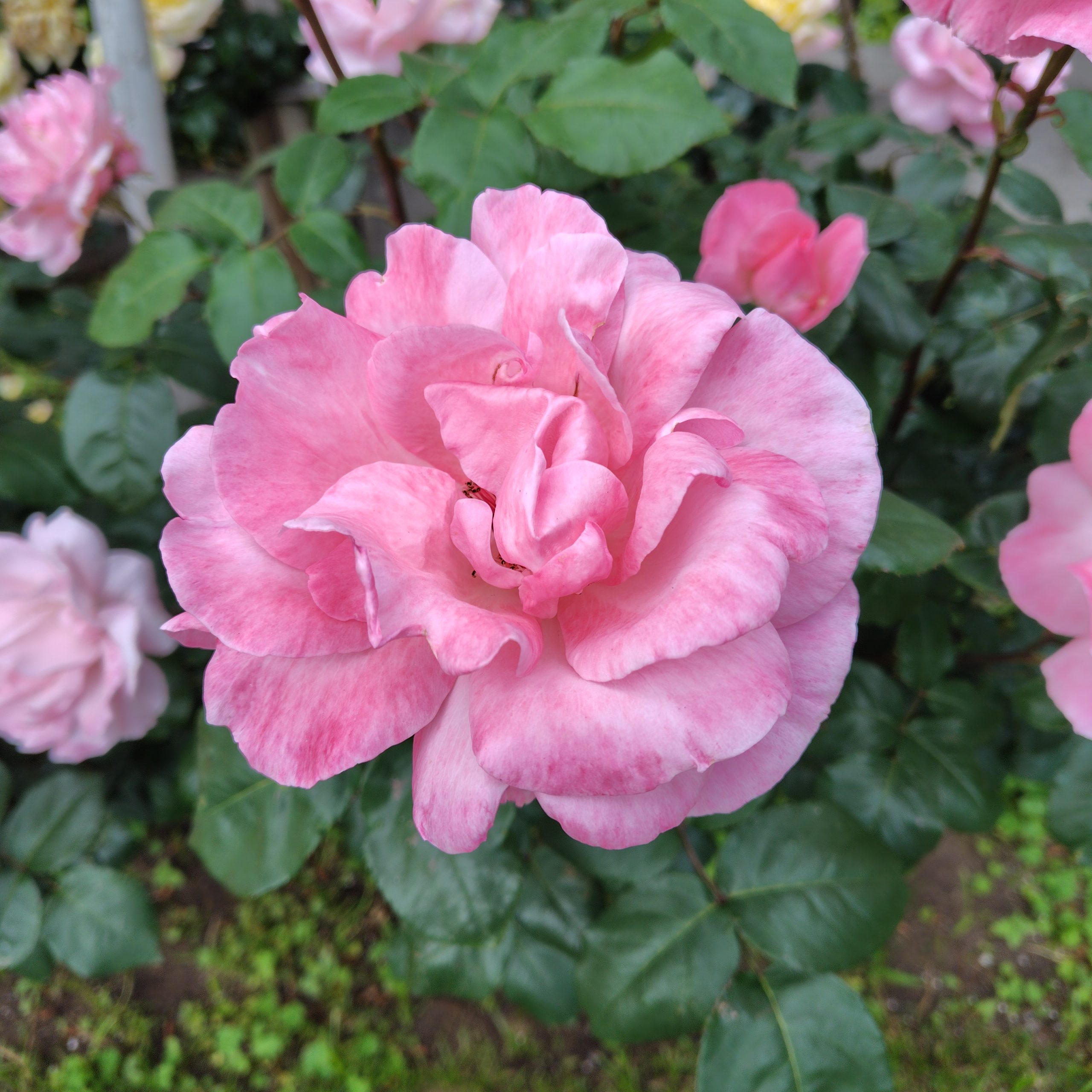 クイーンエリザベス