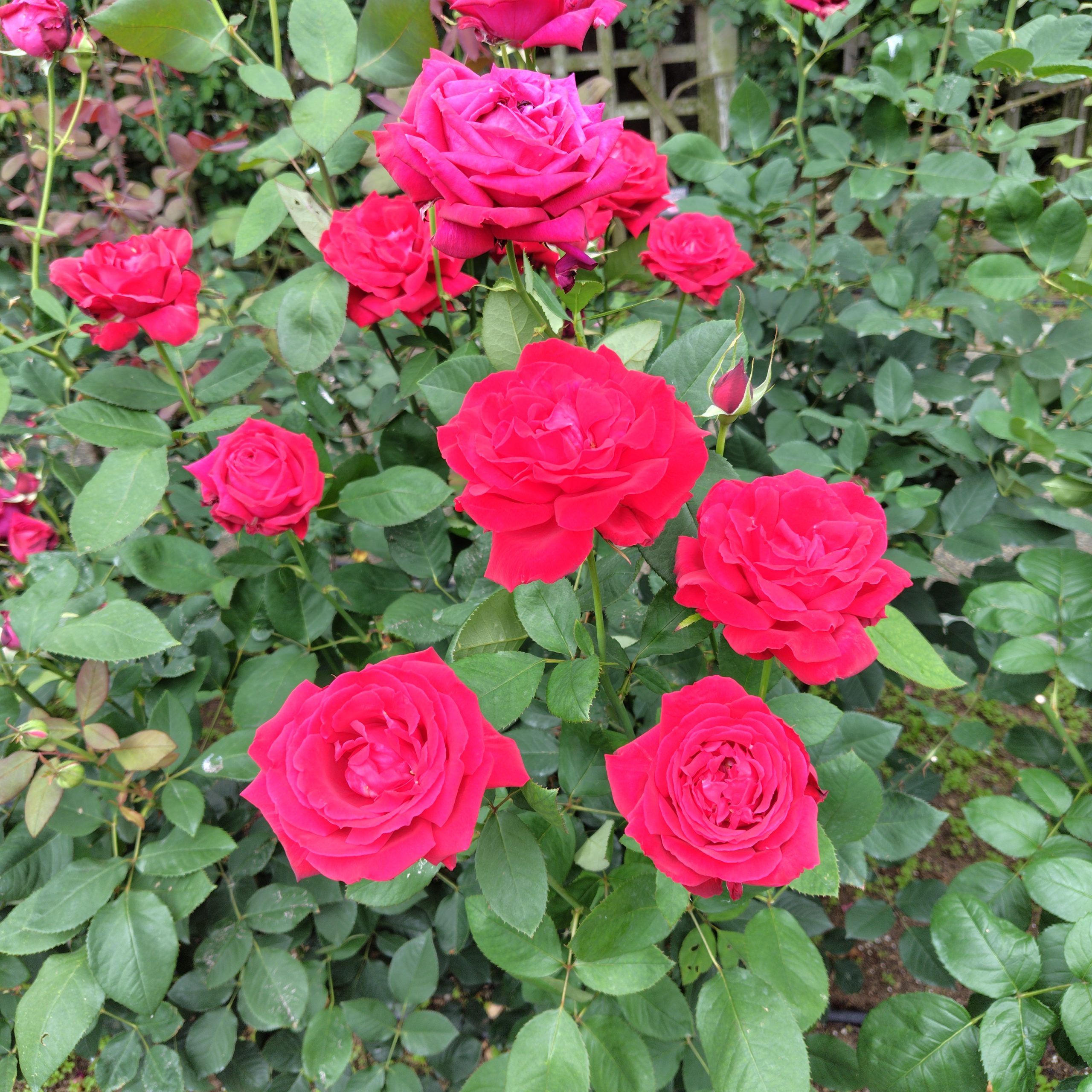 コンラート・アデナウアー